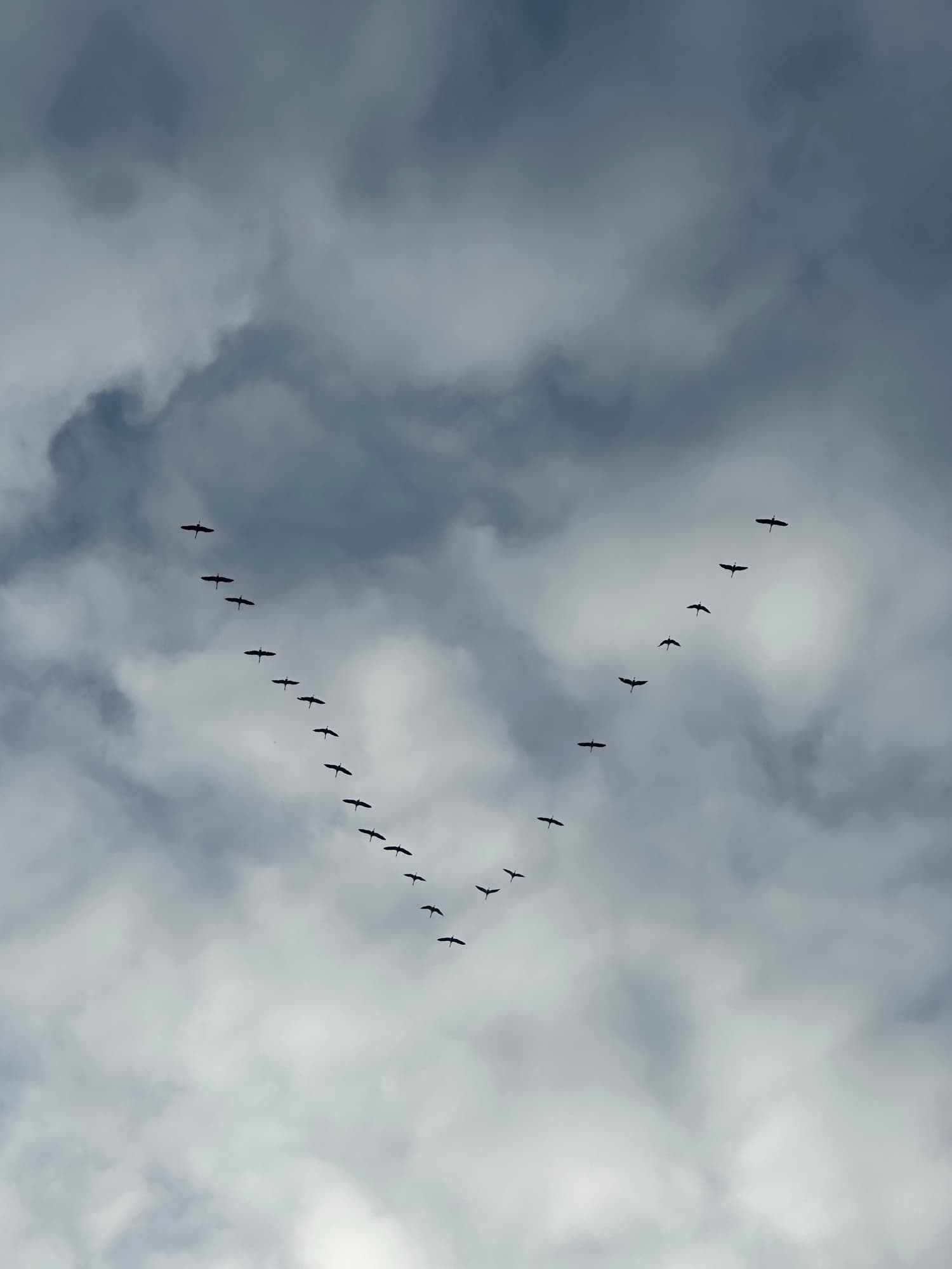 Vol d'oiseaux dans le ciel au-dessus du domaine